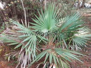 Dwarf Palmetto with huge silver leaves