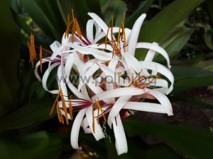 Crinum asiaticum, Crinum Lilie, Asiatische Hakenlilie, Spinnenlilie