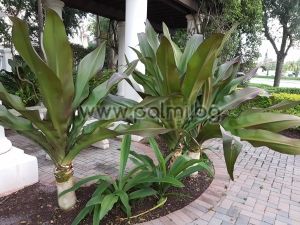 Crinum asiaticum, Crinum Lilie, Asiatische Hakenlilie, Spinnenlilie