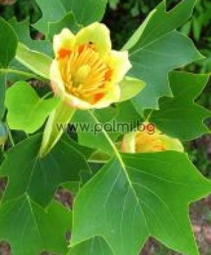 Tulip tree