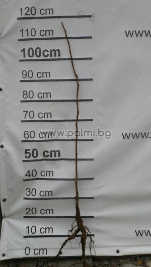 Diospyros kaki ‘Tam Kam