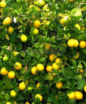 Citrus x Meyeri, Meyer Lemon