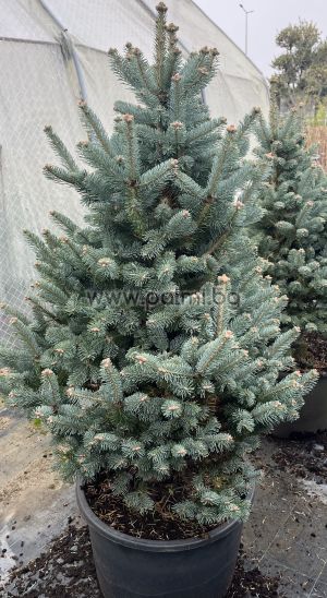 Abies lasiocarpa ‘Compacta’ – The Compact Subalpine Fir