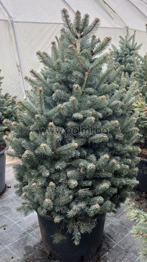 Abies lasiocarpa ‘Compacta’ – The Compact Subalpine Fir