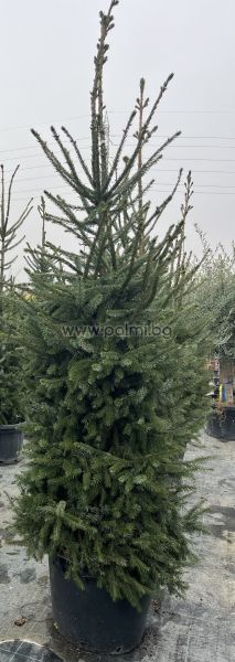 Picea omorika – The Elegant Serbian Spruce