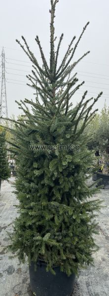 Picea omorika – The Elegant Serbian Spruce