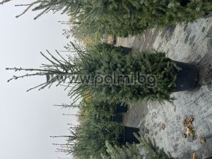 Picea omorika – The Elegant Serbian Spruce