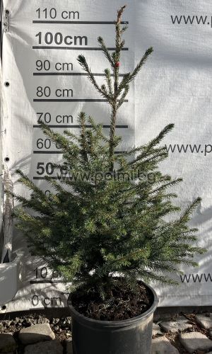 Picea omorika – The Elegant Serbian Spruce