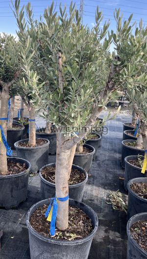 Olea europaea-Bonsai