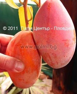 Манго сорт Остийн