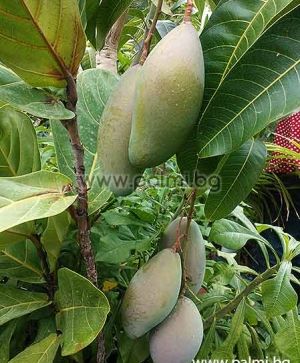 Манго сорт Остийн