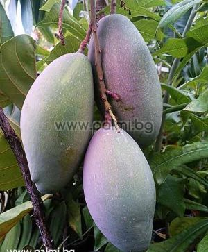 Манго сорт Остийн