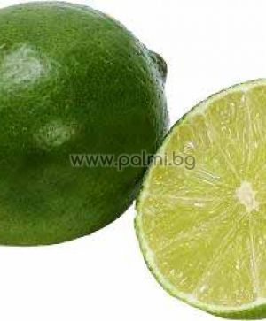 Таитянска Лимета, Лайм