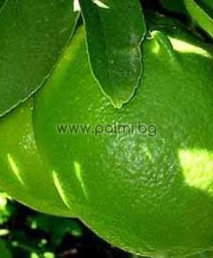 Таитянска Лимета, Лайм