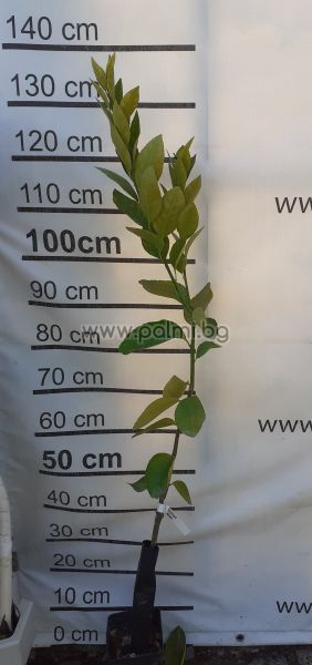 Таитянска Лимета, Лайм