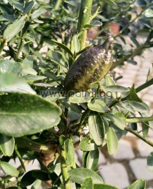 Австралийски Фингър Лайм