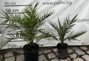 Kanarische Dattel-Palme, 60 cm, 4 Liter Topf