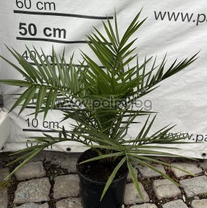 Kanarische Dattel-Palme, 60 cm, 4 Liter Topf