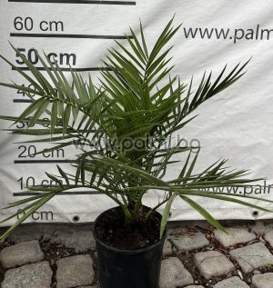 Канарска финикова палма, 60см.