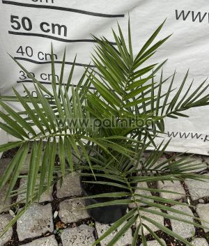 Канарска финикова палма, 60см.