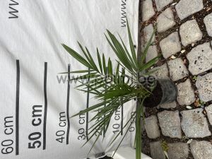 Kanarische Dattel-Palme 70-90 cm, 14 cm Topf