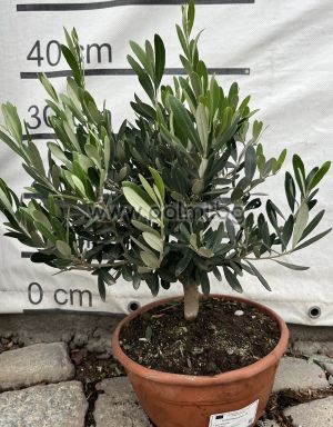 Olea europaea-Bonsai