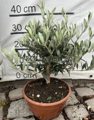 Olea europaea-Bonsai
