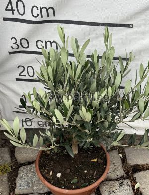 Olea europaea-Bonsai
