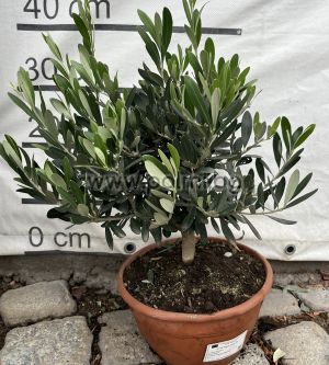 Olea europaea-Bonsai