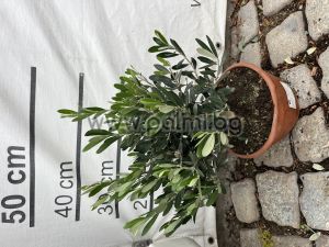 Olea europaea-Bonsai