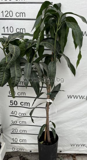 Манго, сорт Палмер,Mango var. Palmer