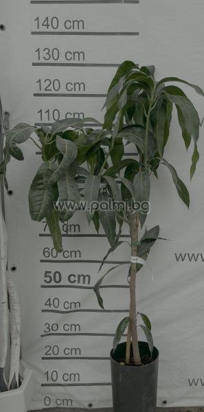 Манго, сорт Палмер,Mango var. Palmer