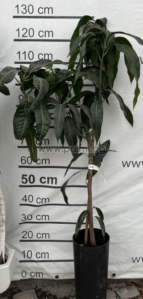 Манго, сорт Палмер,Mango var. Palmer