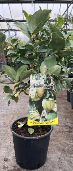 Citrus Lemon Foliis Variegatis