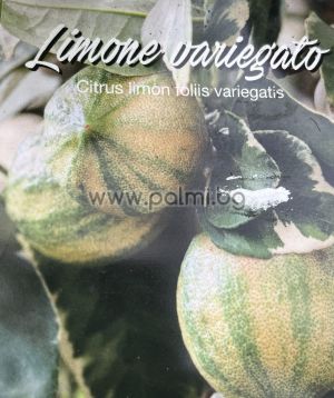 Citrus Lemon Foliis Variegatis