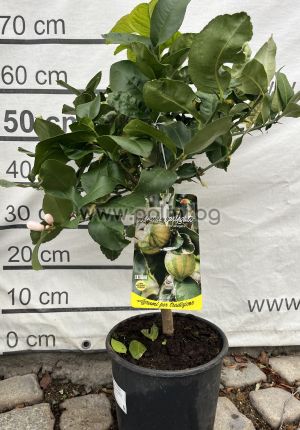 Citrus Lemon Foliis Variegatis