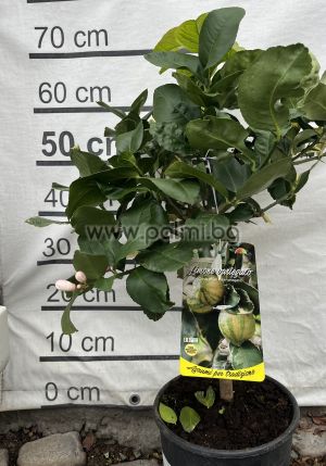 Citrus Lemon Foliis Variegatis