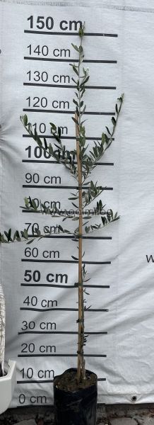 Selected coldhardy olive variety Leccino