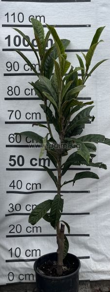 Japanische Wollmispel Gigante