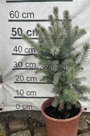 Blue Spruce, Picea Pungens Glauca