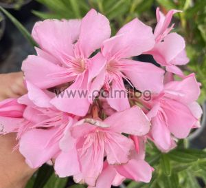 Олеандър ''Apple Blossom'' (Ябълков цвят),Nerium Oleander Apple Blossom