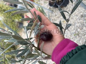 Olive variety