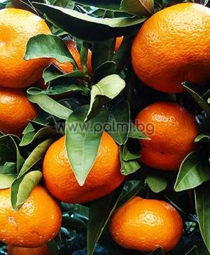 Mandarin Clementine