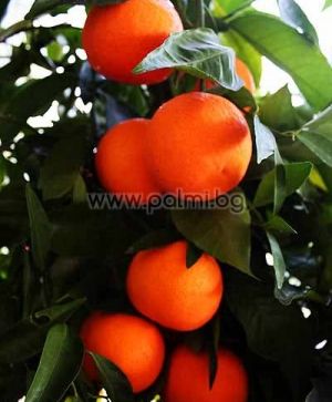 Mandarin Clementine