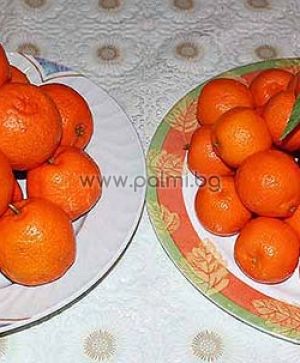 Mandarin Clementine