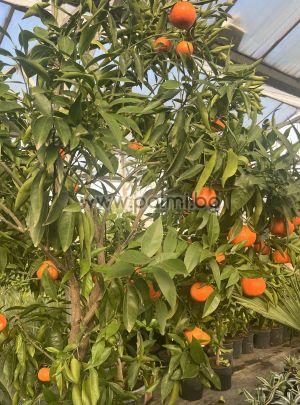 Mandarin Clementine Rubino V.C.R.