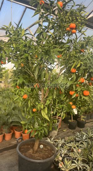 Mandarin Clementine Rubino V.C.R.