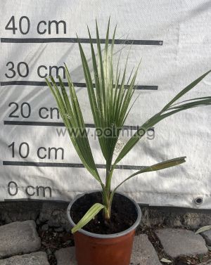 Вашингтония Филифера,  Калифорнийска Влакнеста Палма