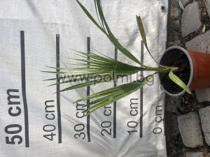 Вашингтония Филифера,  Калифорнийска Влакнеста Палма