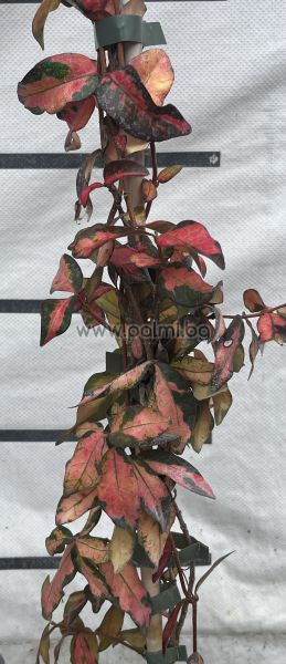 Variegated Confederate jasmine, Chinese star jessamine